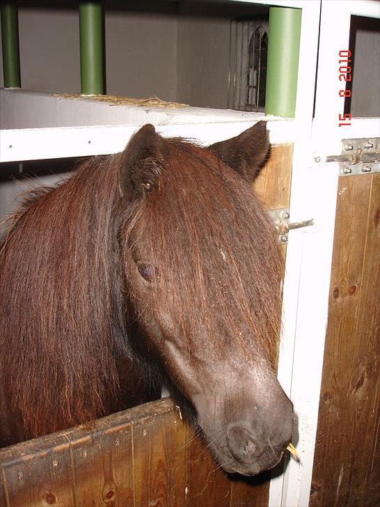 Shetlænder Kongsteds Katie billede 16