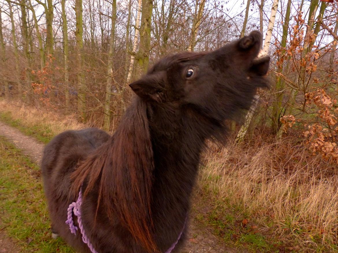 Shetlænder Kongsteds Katie billede 7