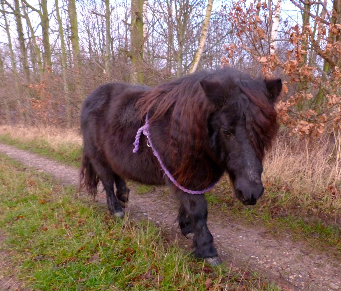 Shetlænder Kongsteds Katie billede 9