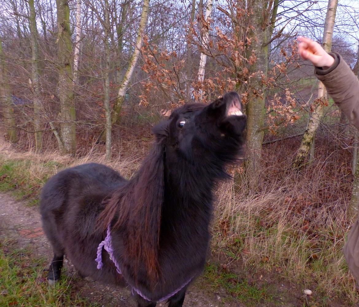 Shetlænder Kongsteds Katie - Smil billede 11