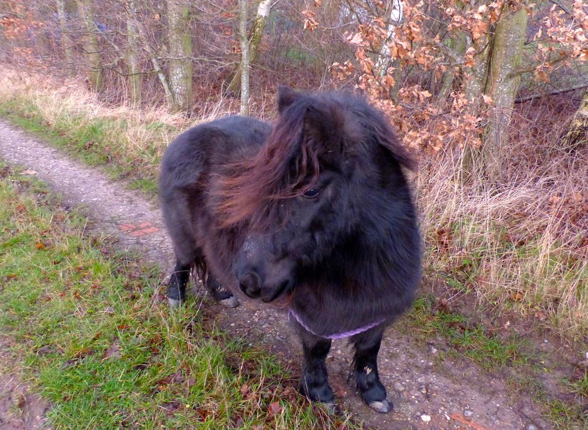 Shetlænder Kongsteds Katie billede 13