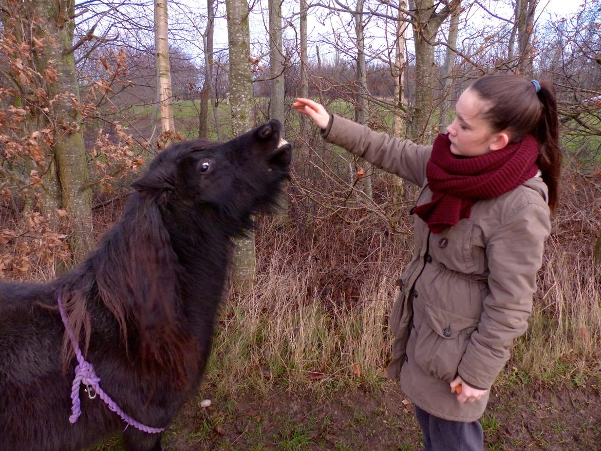 Shetlænder Kongsteds Katie billede 8