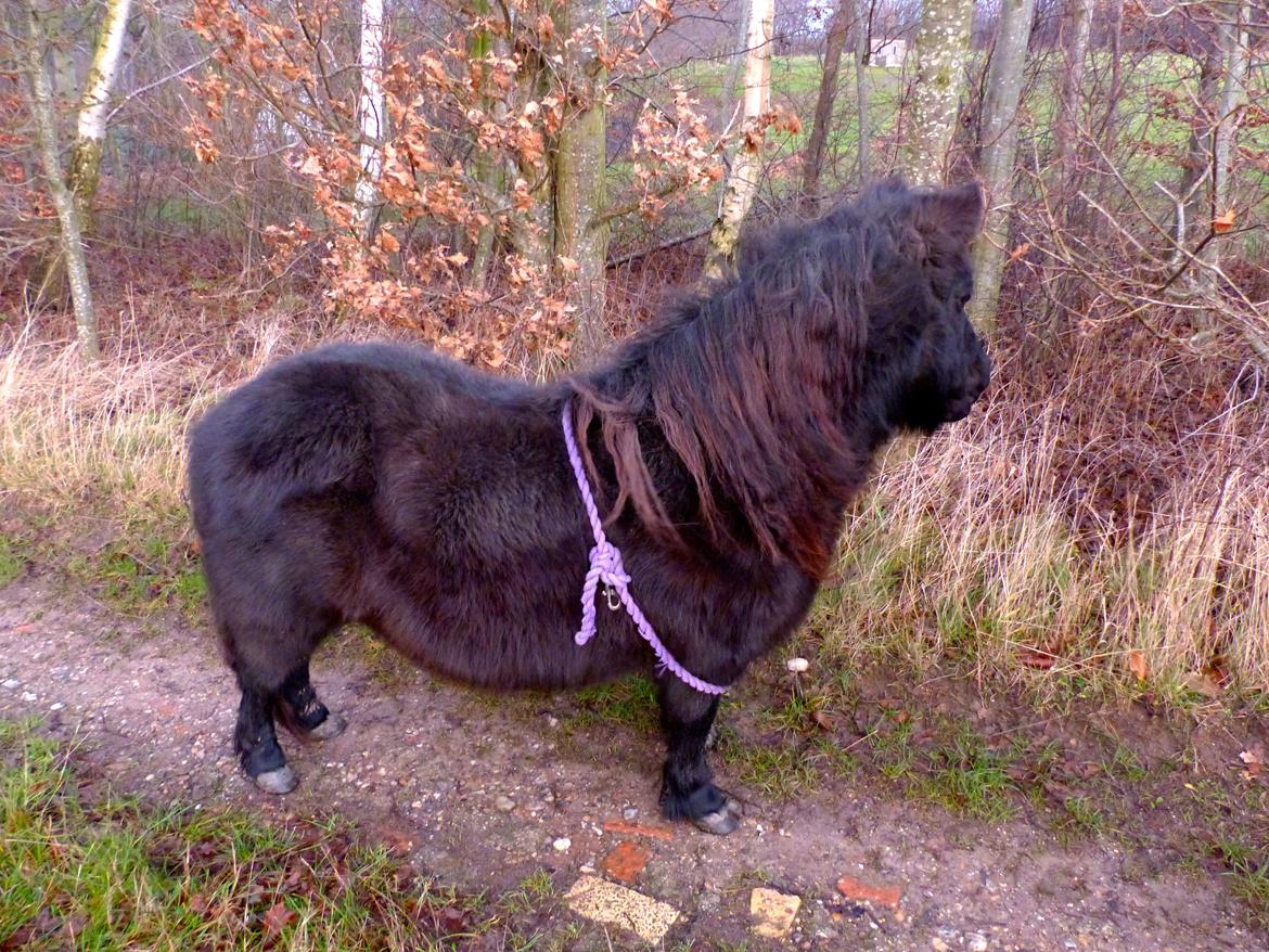 Shetlænder Kongsteds Katie billede 12