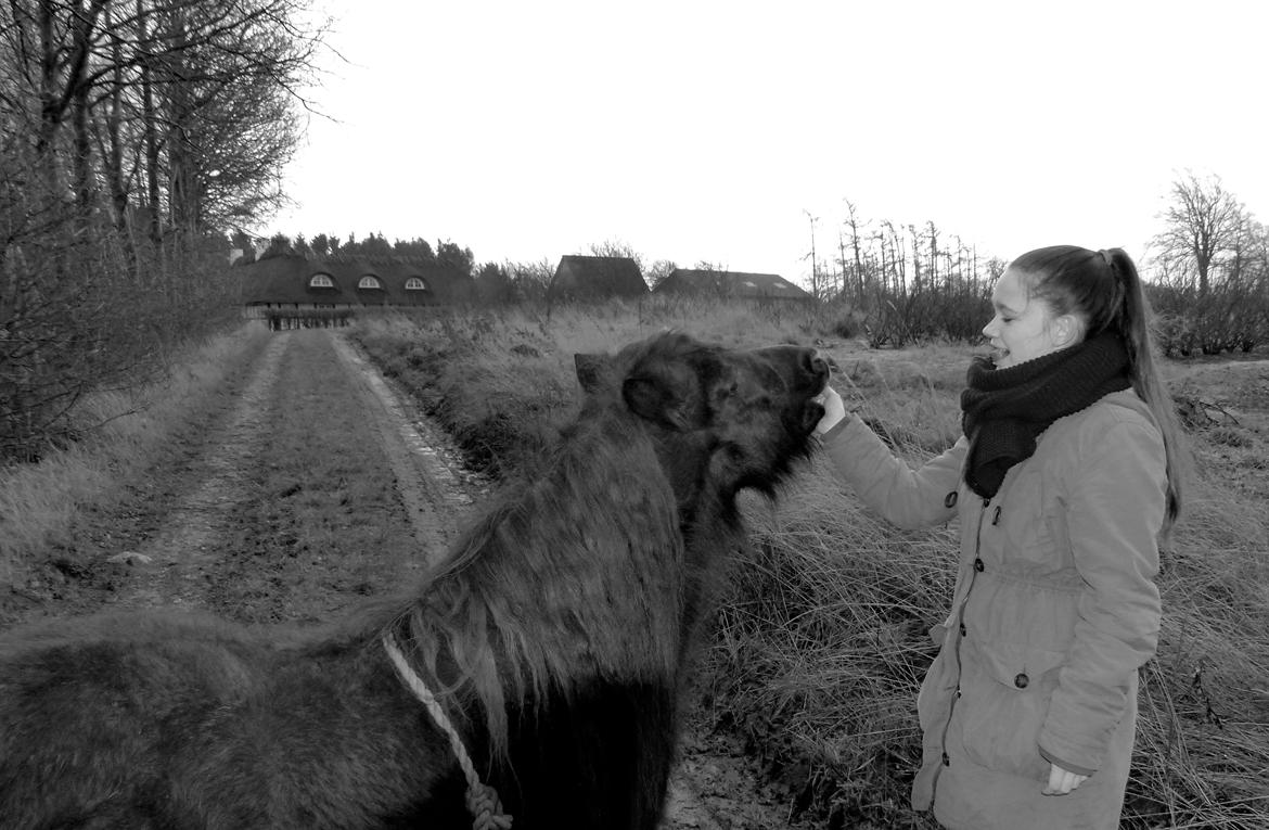 Shetlænder Kongsteds Katie billede 6
