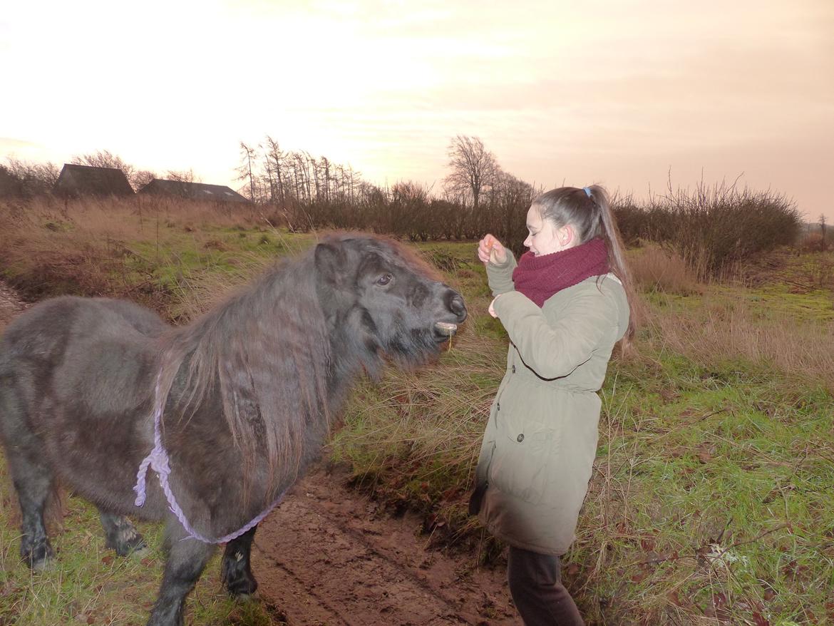 Shetlænder Kongsteds Katie billede 10