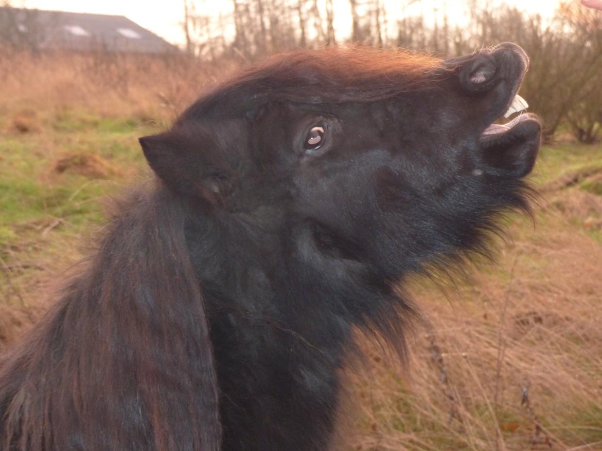 Shetlænder Kongsteds Katie billede 5