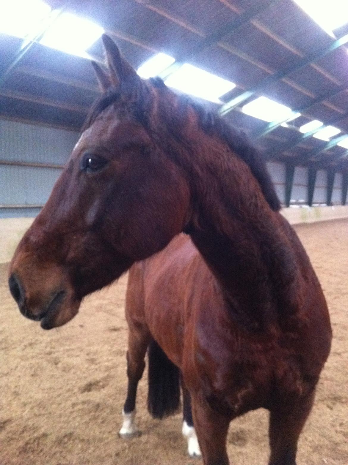 Dansk Varmblod Kashmir af Karlsminde - D. 26/12-13 billede 1