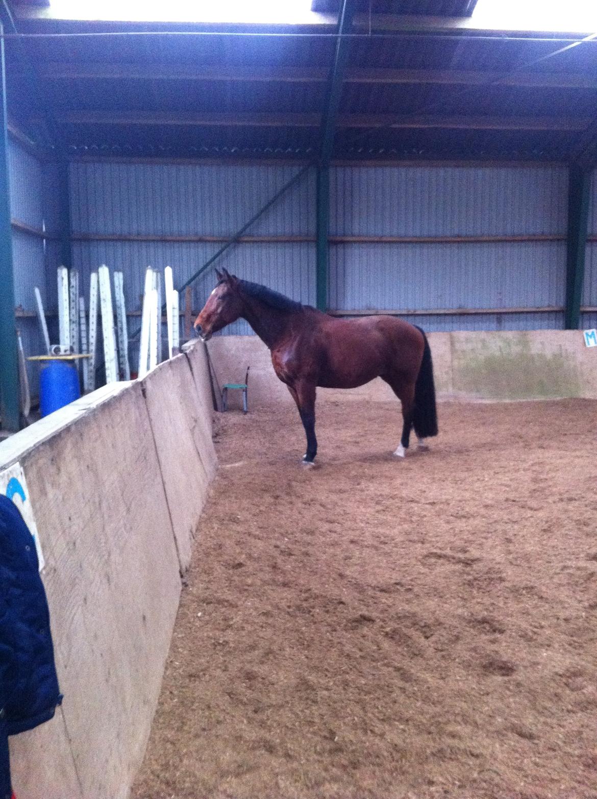 Dansk Varmblod Kashmir af Karlsminde - d. 26/12-13 billede 3