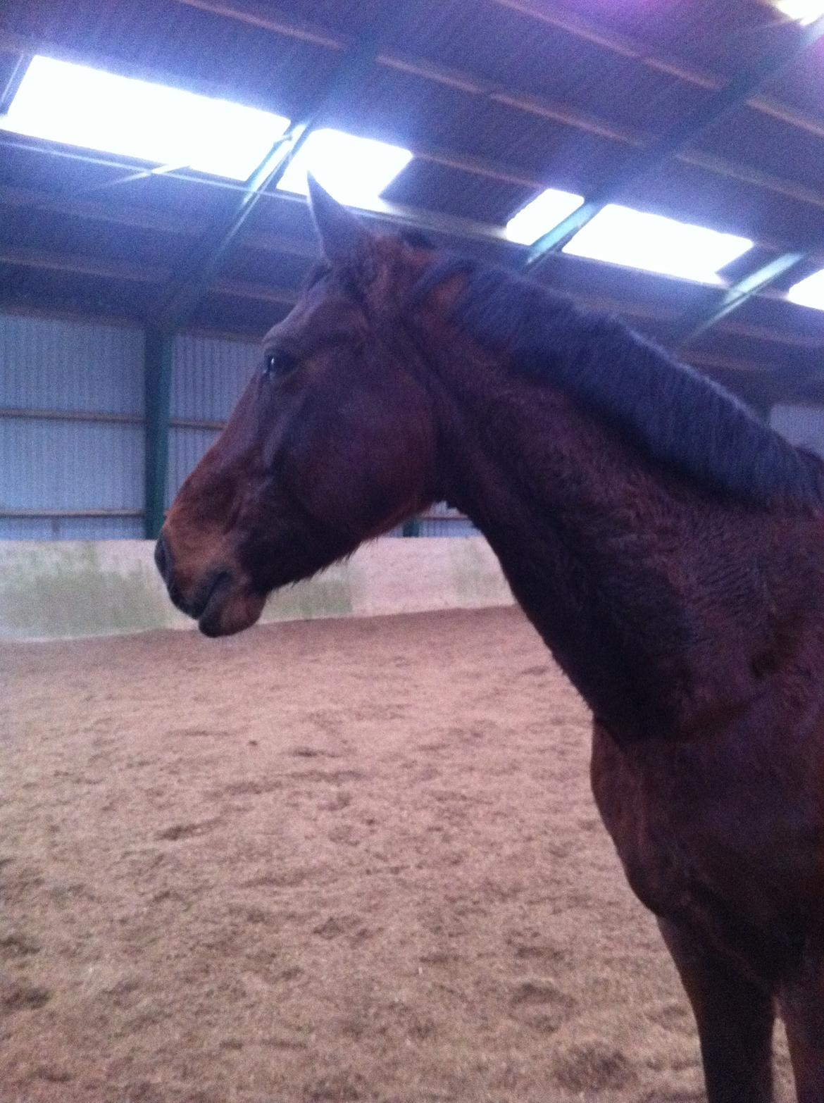 Dansk Varmblod Kashmir af Karlsminde - D. 26/12-13 billede 4