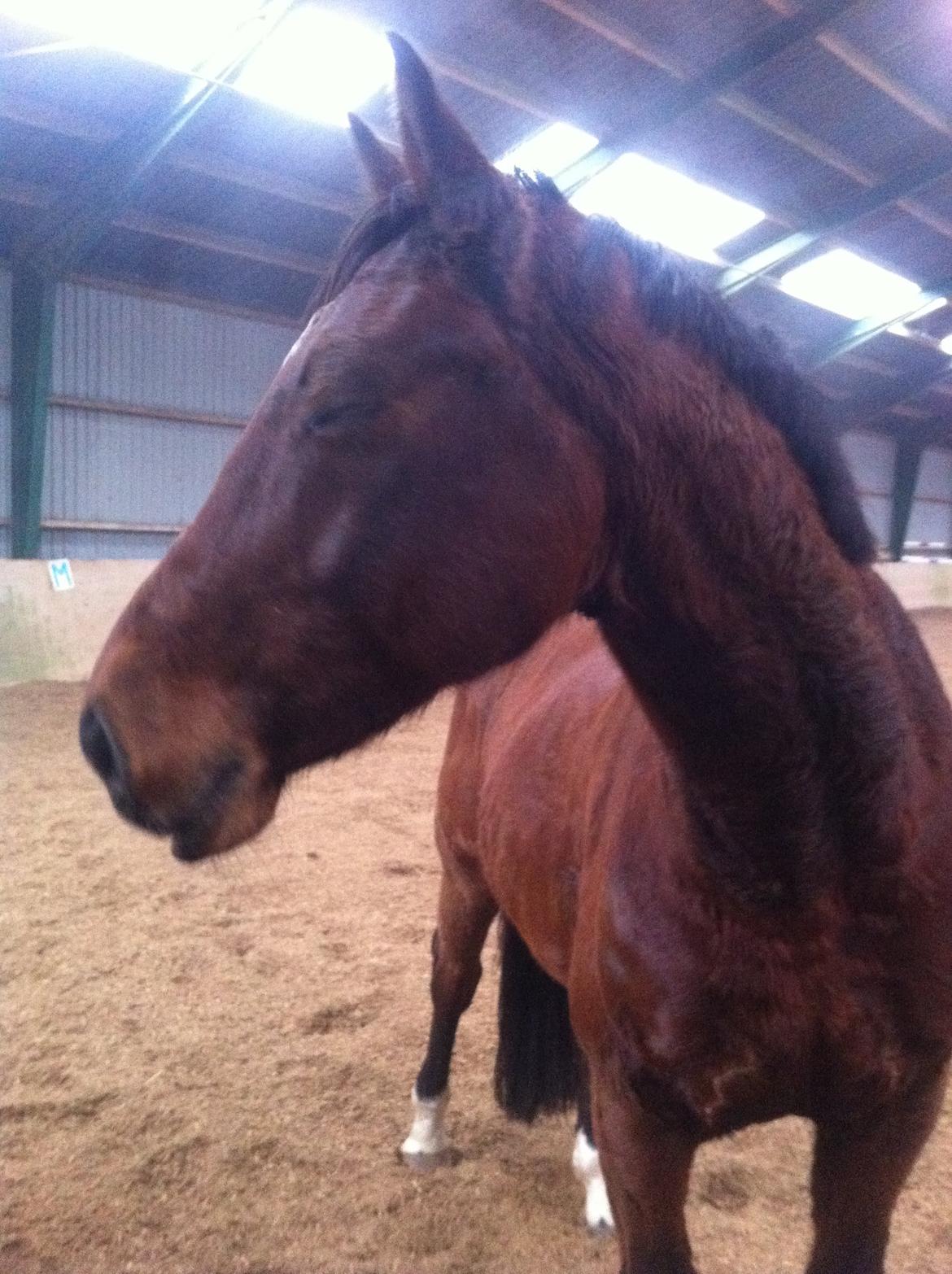 Dansk Varmblod Kashmir af Karlsminde - d. 26/12-13 er lidt træt ;) billede 5