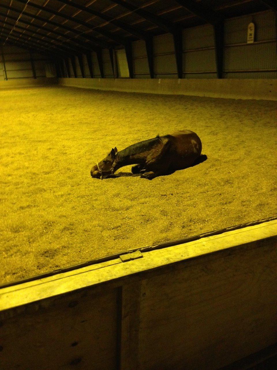 Dansk Varmblod Kashmir af Karlsminde billede 6