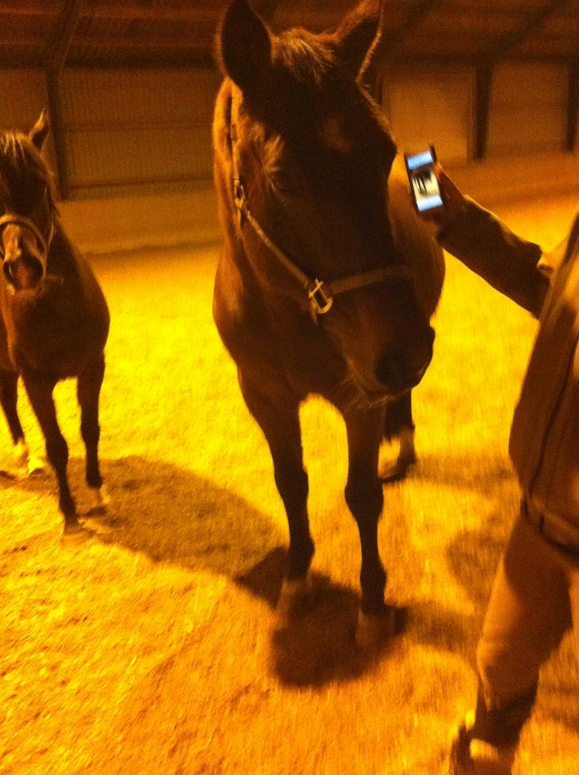 Dansk Varmblod Kashmir af Karlsminde billede 7