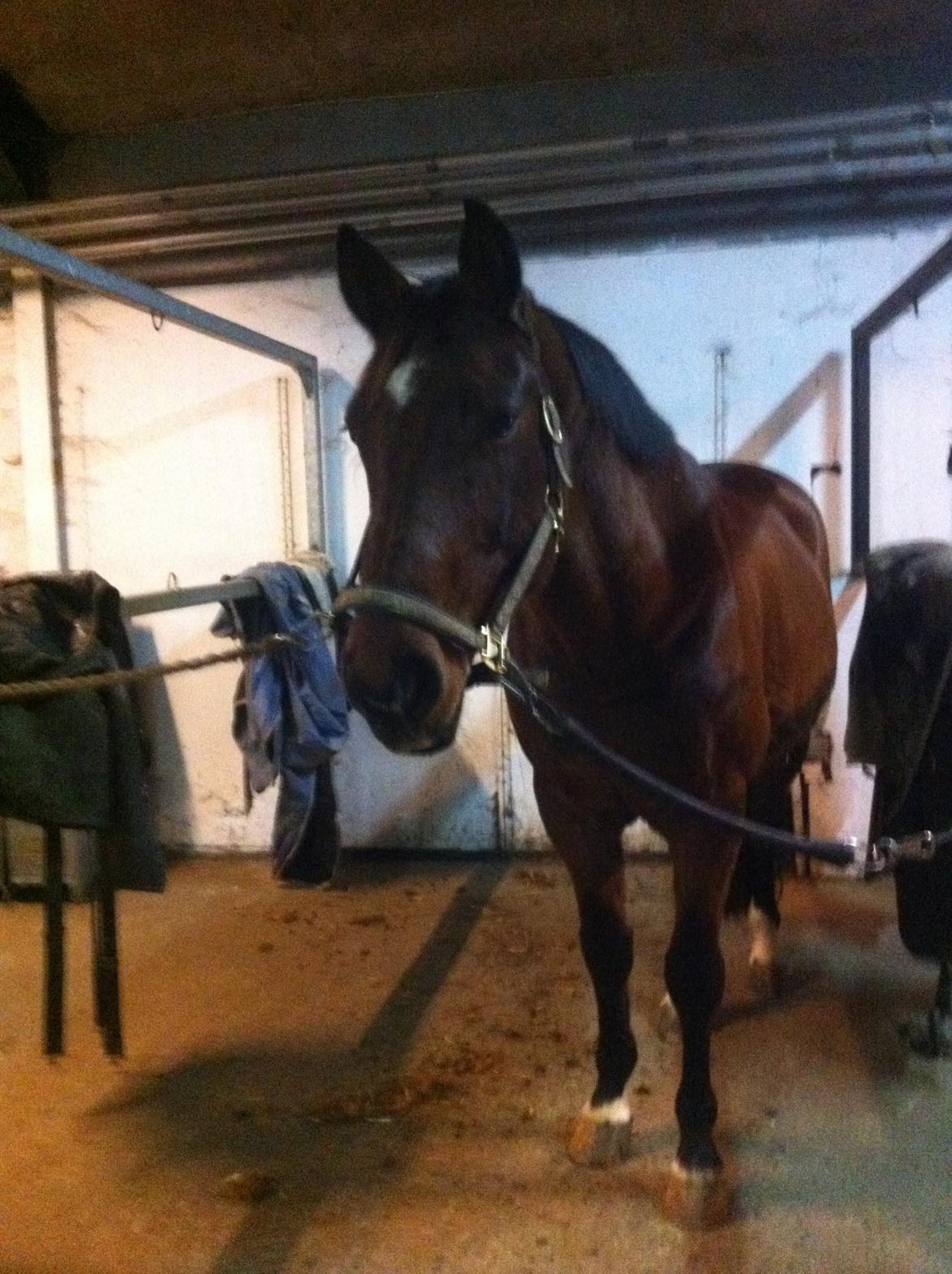 Dansk Varmblod Kashmir af Karlsminde billede 8