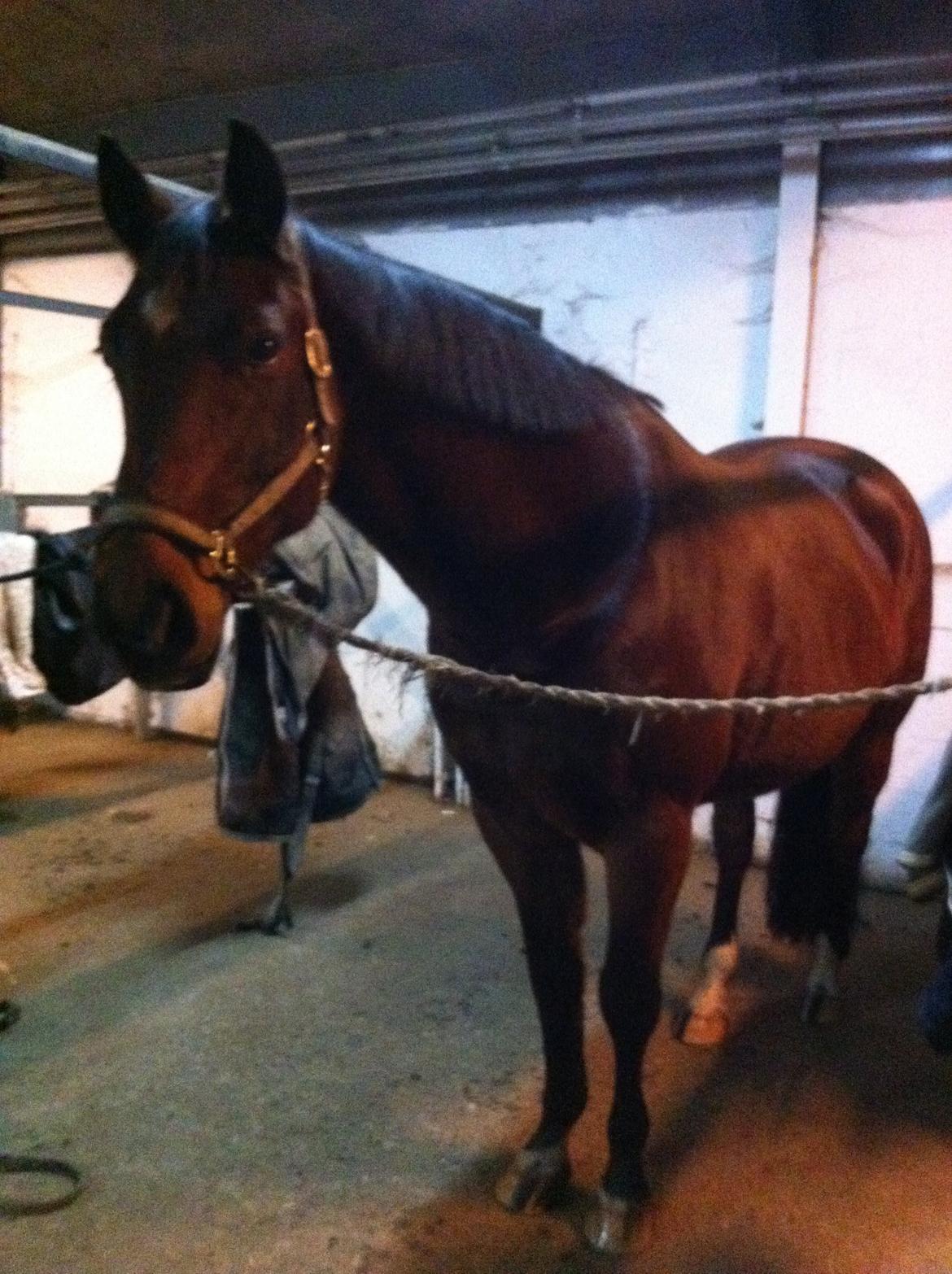 Dansk Varmblod Kashmir af Karlsminde billede 9