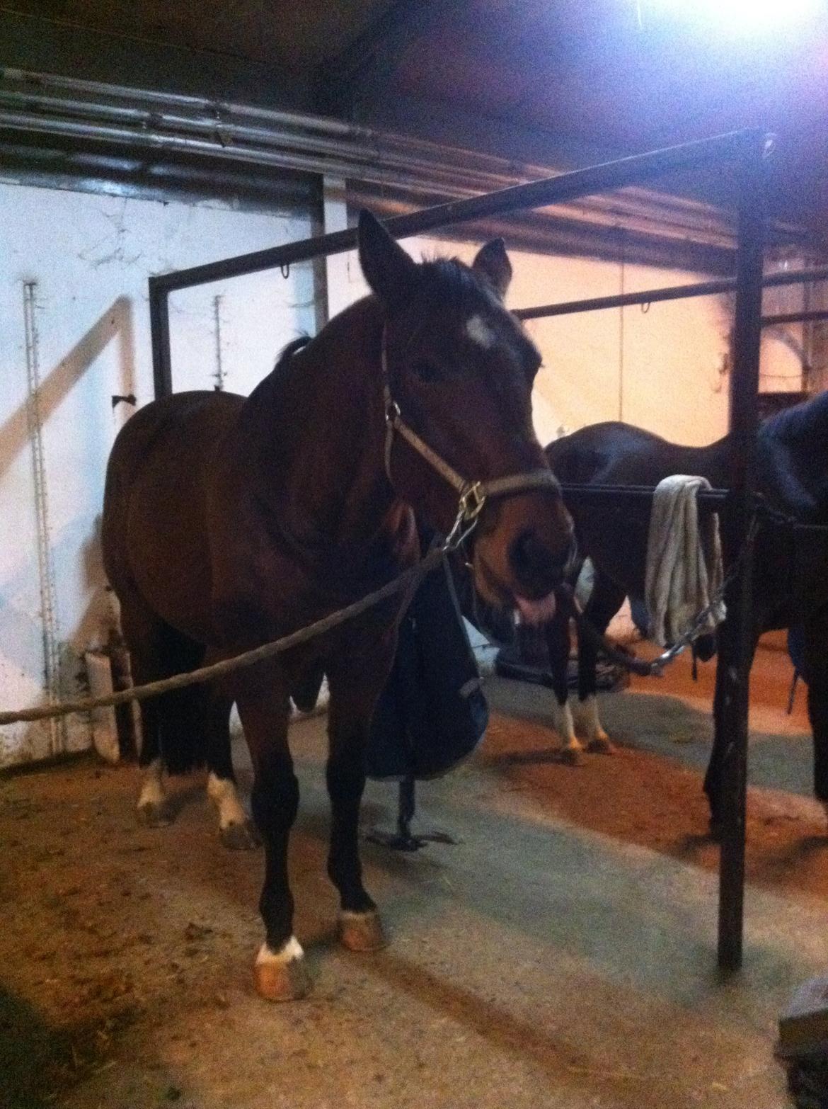 Dansk Varmblod Kashmir af Karlsminde billede 10