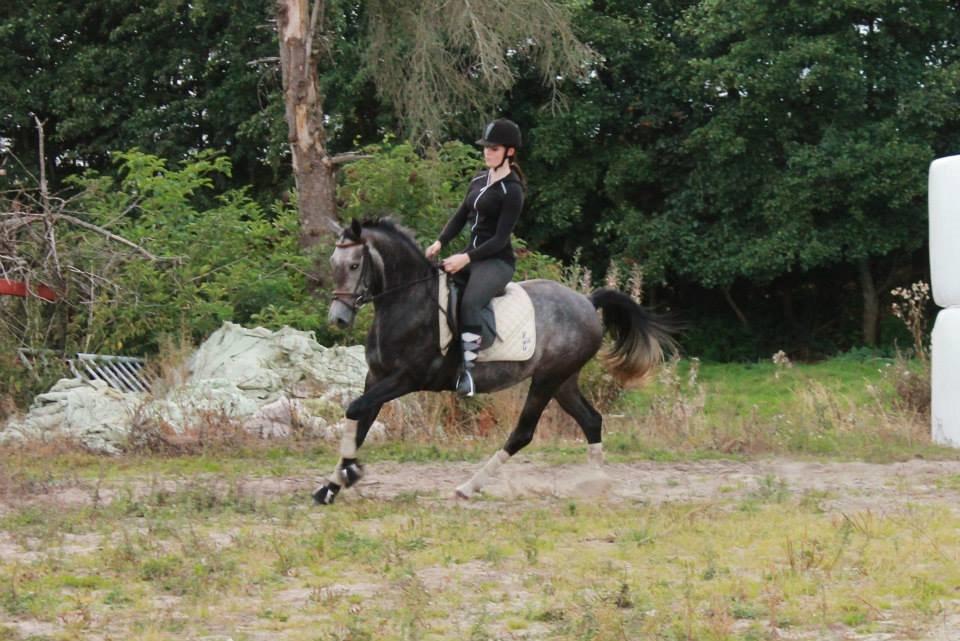 Anden særlig race Grønvangs Jocelynn |Joey| [Solgt] billede 15