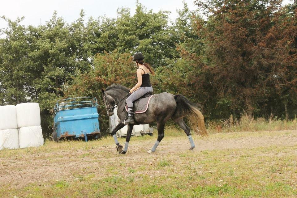 Anden særlig race Grønvangs Jocelynn |Joey| [Solgt] - LB øvelse!
Skråt igennem i galop. billede 21