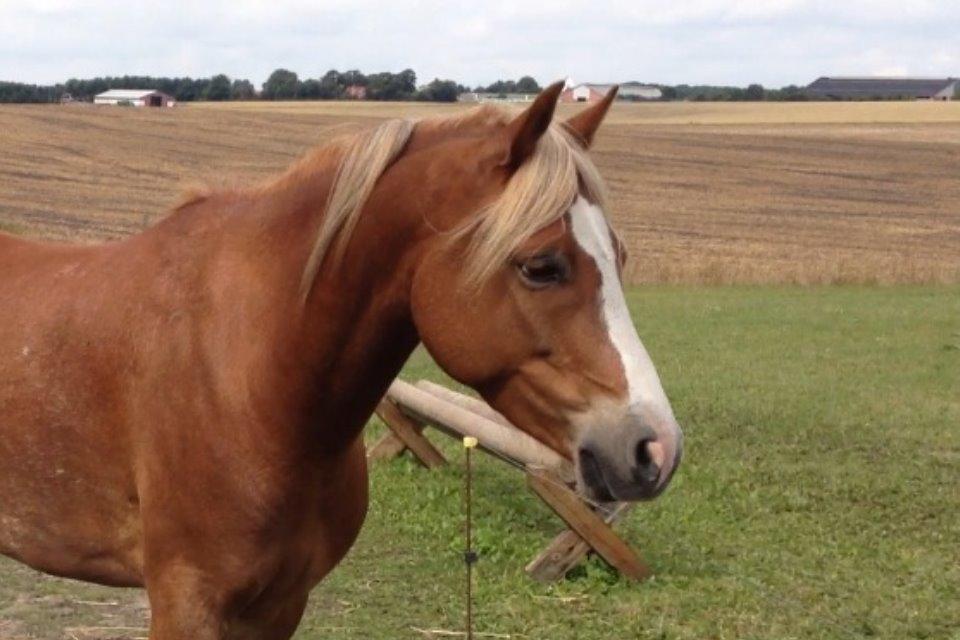 Welsh Pony (sec B) Clausholm volvo (IR) SOLGT - Elskede pony og et elsket billede :P billede 18