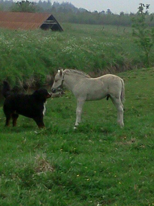 Fjordhest Huxi LPJ billede 4