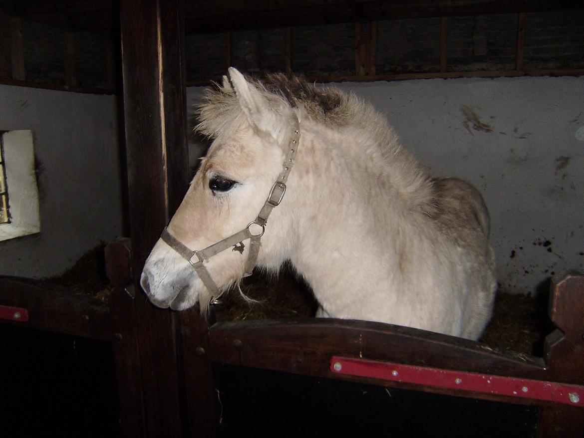 Fjordhest Huxi LPJ billede 2