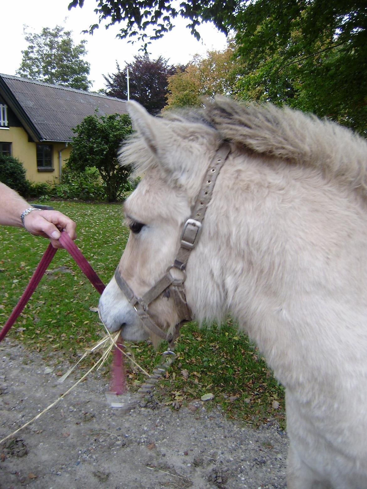 Fjordhest Huxi LPJ billede 3