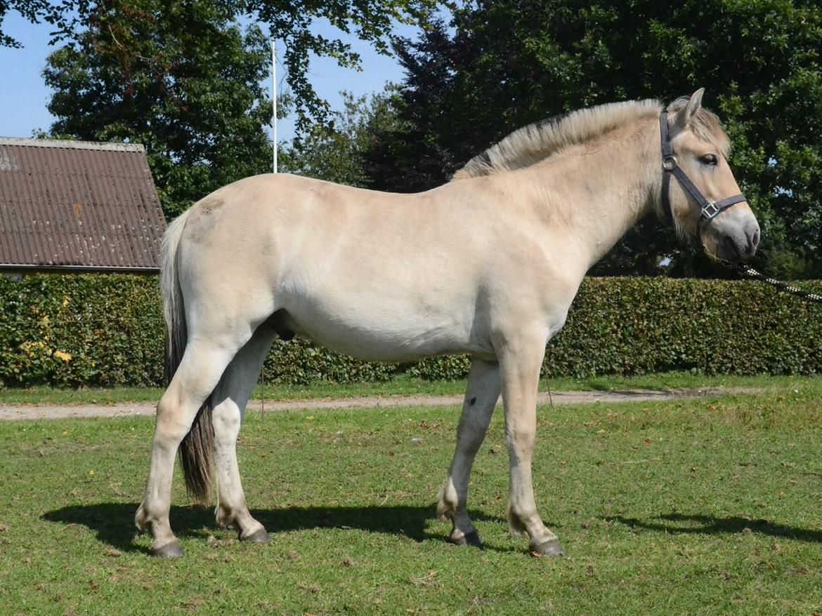 Fjordhest Huxi LPJ billede 1