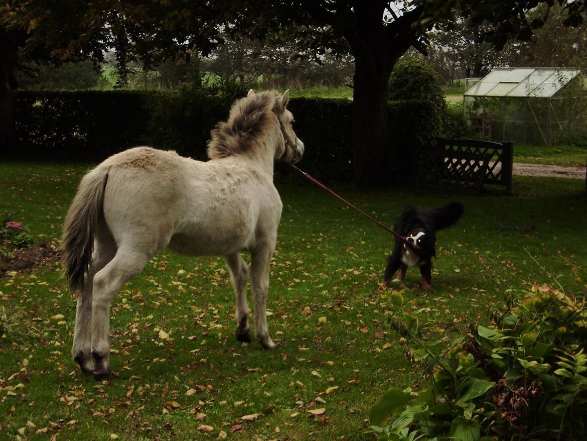 Fjordhest Huxi LPJ billede 5