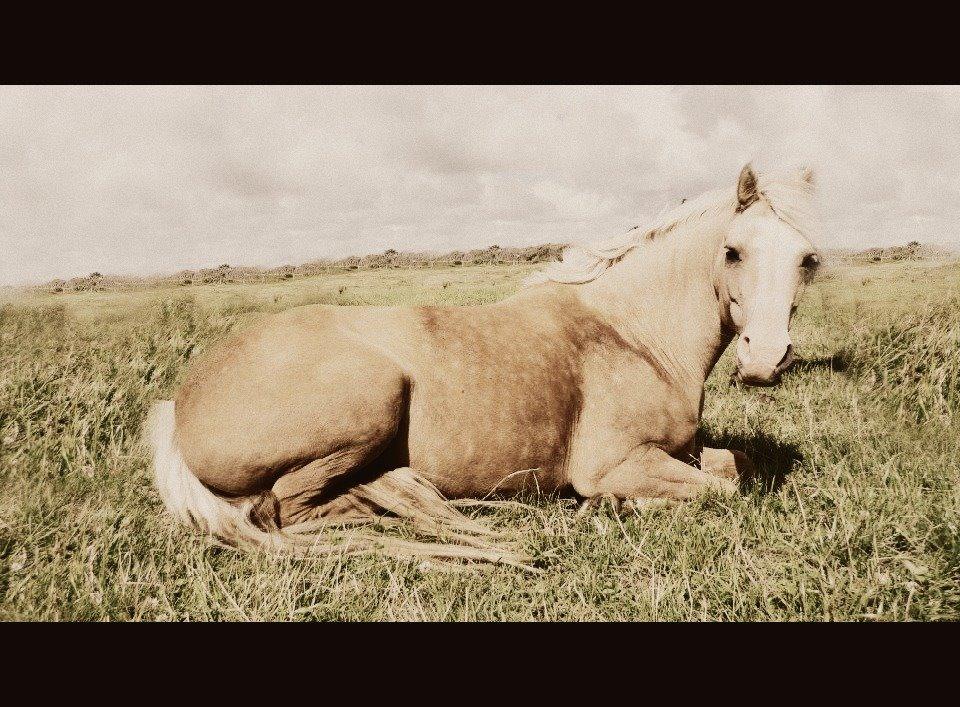 DSP Bæklunds Caia. Vil altid være savnet. billede 1