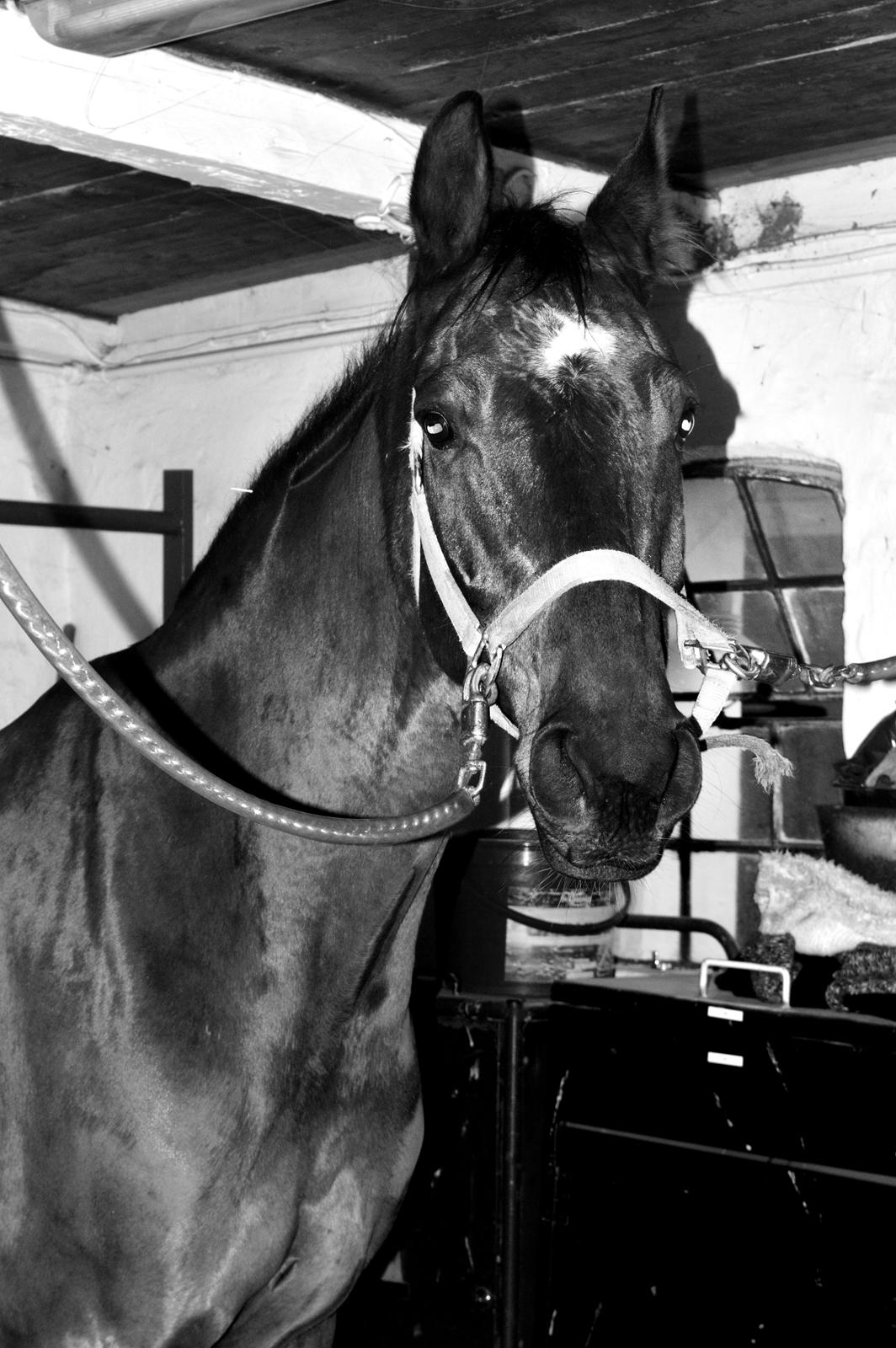 Anden særlig race Playboy billede 1