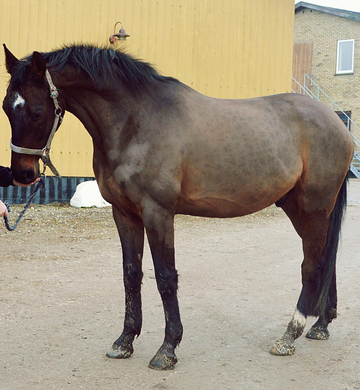 Anden særlig race Playboy billede 2