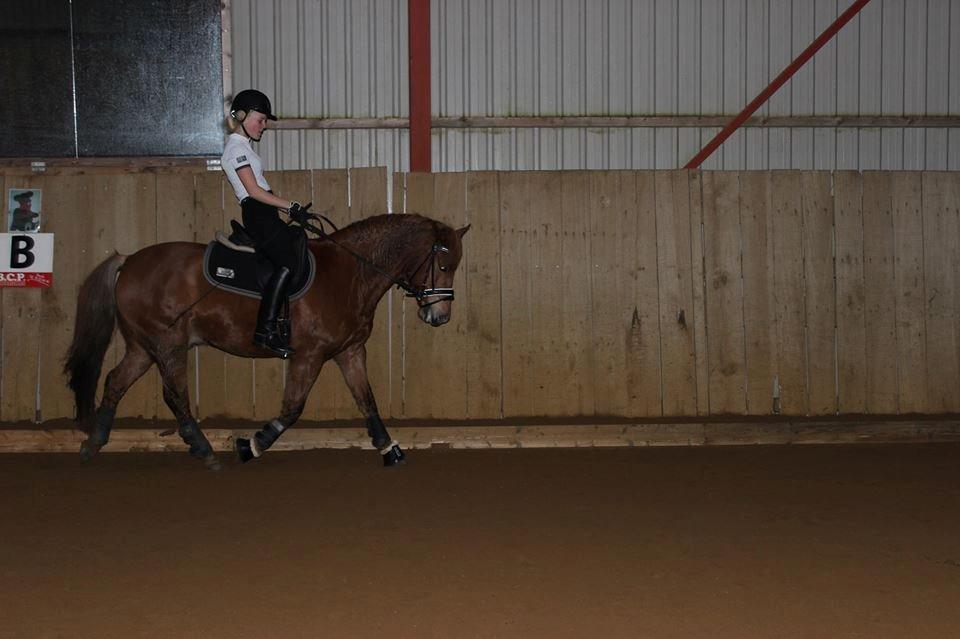 New Forest Spirit (Tidl. part) - Elsker den pony sådan pænt højt! billede 9