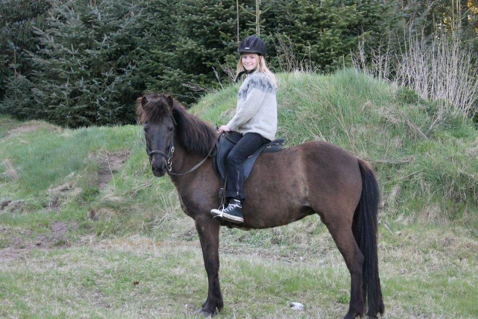 Islænder SVALA FRA ANNERUP (Svalte) - Mig og Svala for laaaaang tid siden<3 Tror det er fra 2010  billede 16