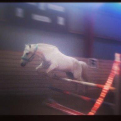 Anden særlig race Kikko billede 13