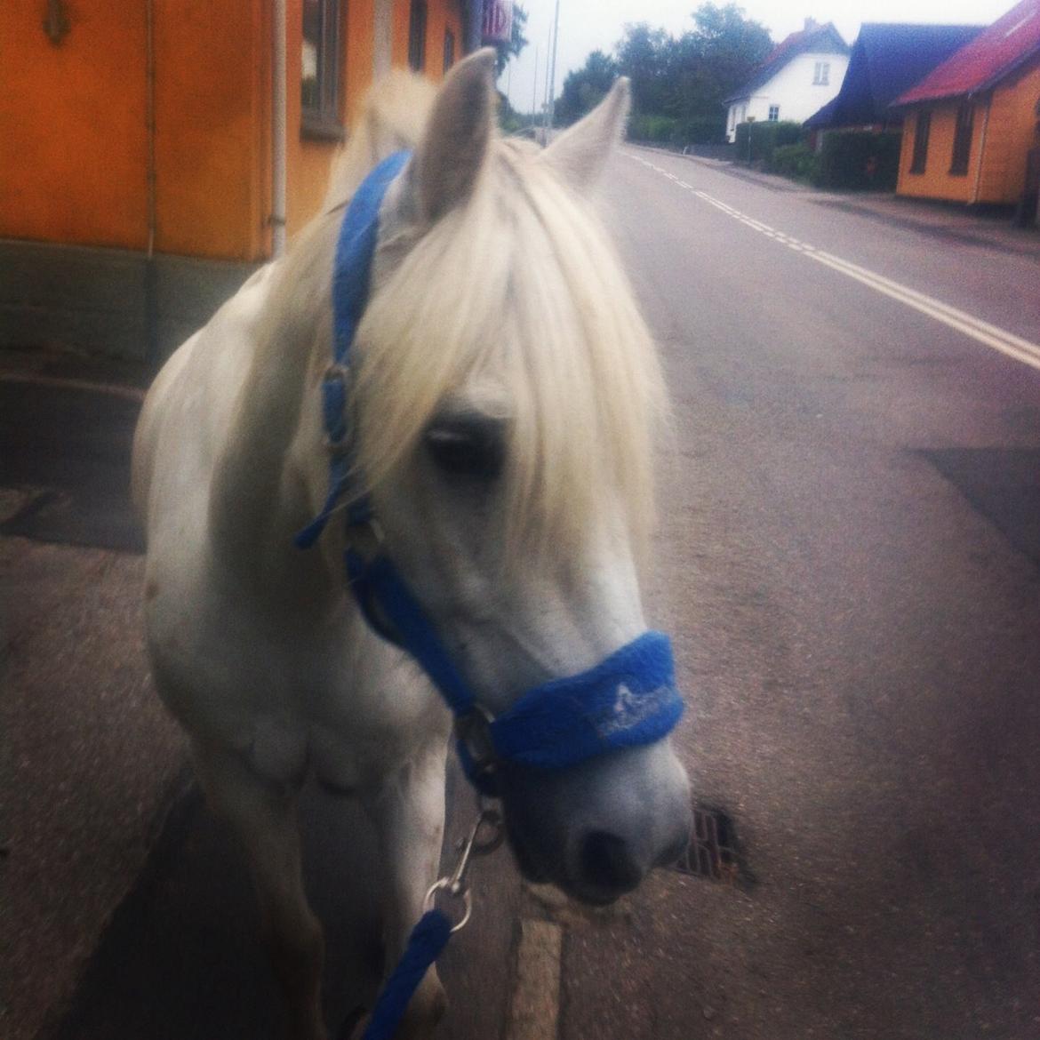 Anden særlig race Kikko billede 14