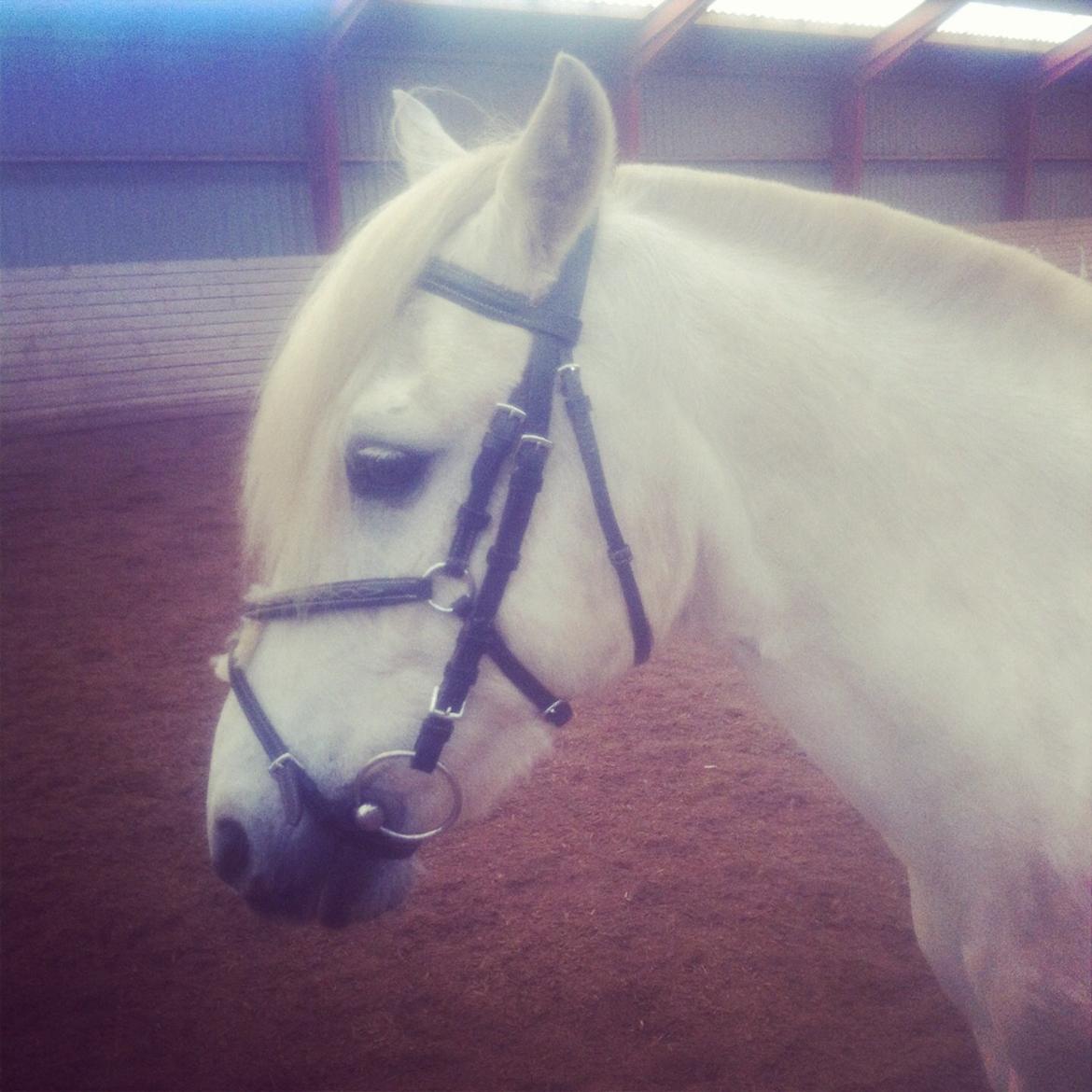 Anden særlig race Kikko billede 16