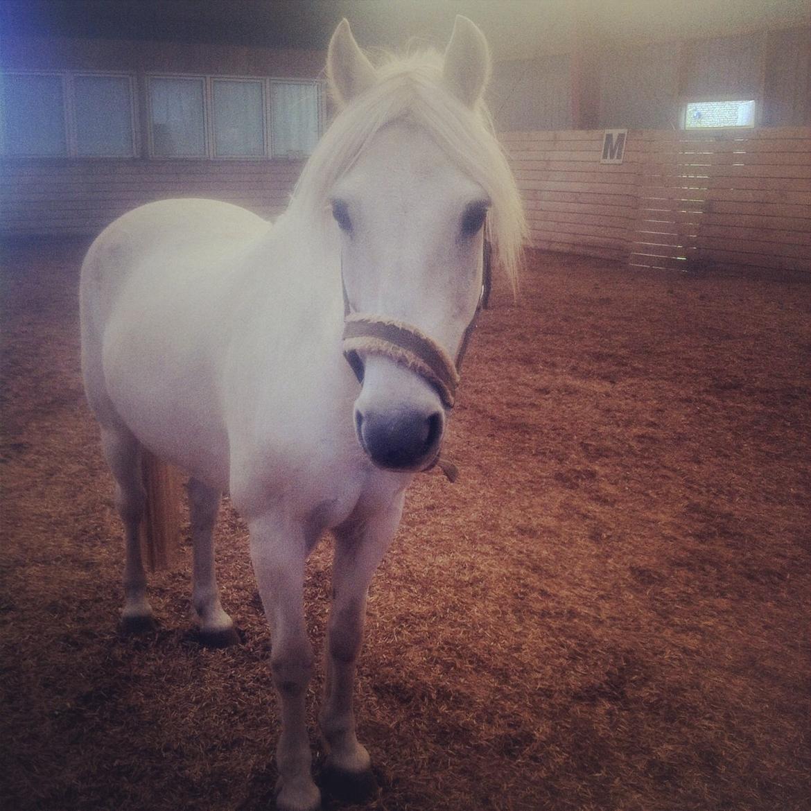 Anden særlig race Kikko billede 18