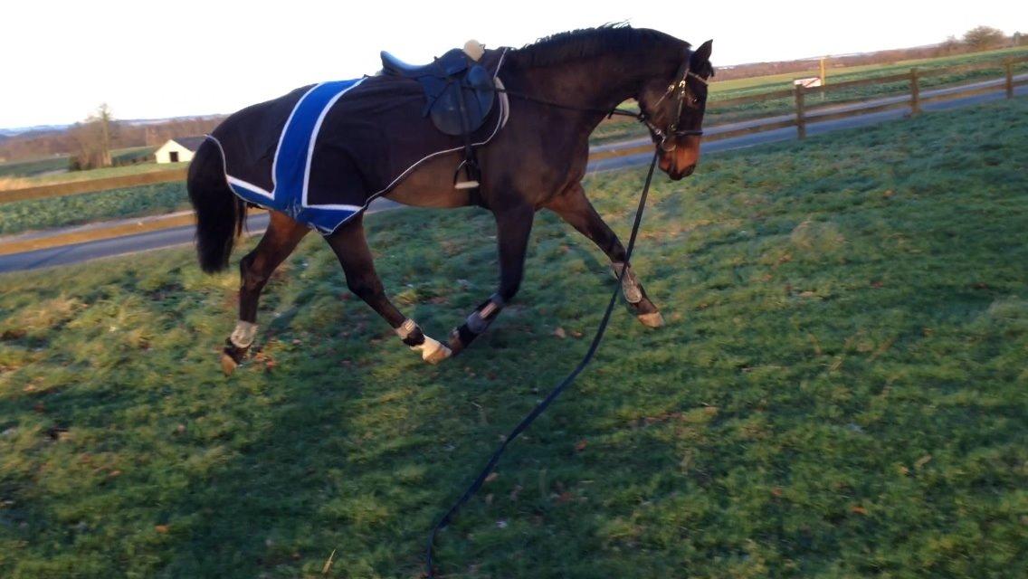 Dansk Varmblod Bakkegaardens Aslan (Tabasco) - Så er vi aktive :D billede 10