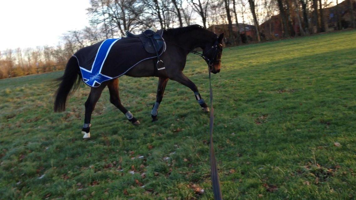 Dansk Varmblod Bakkegaardens Aslan (Tabasco) billede 18