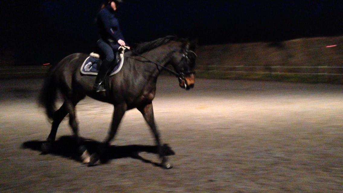 Dansk Varmblod Bakkegaardens Aslan (Tabasco) billede 12