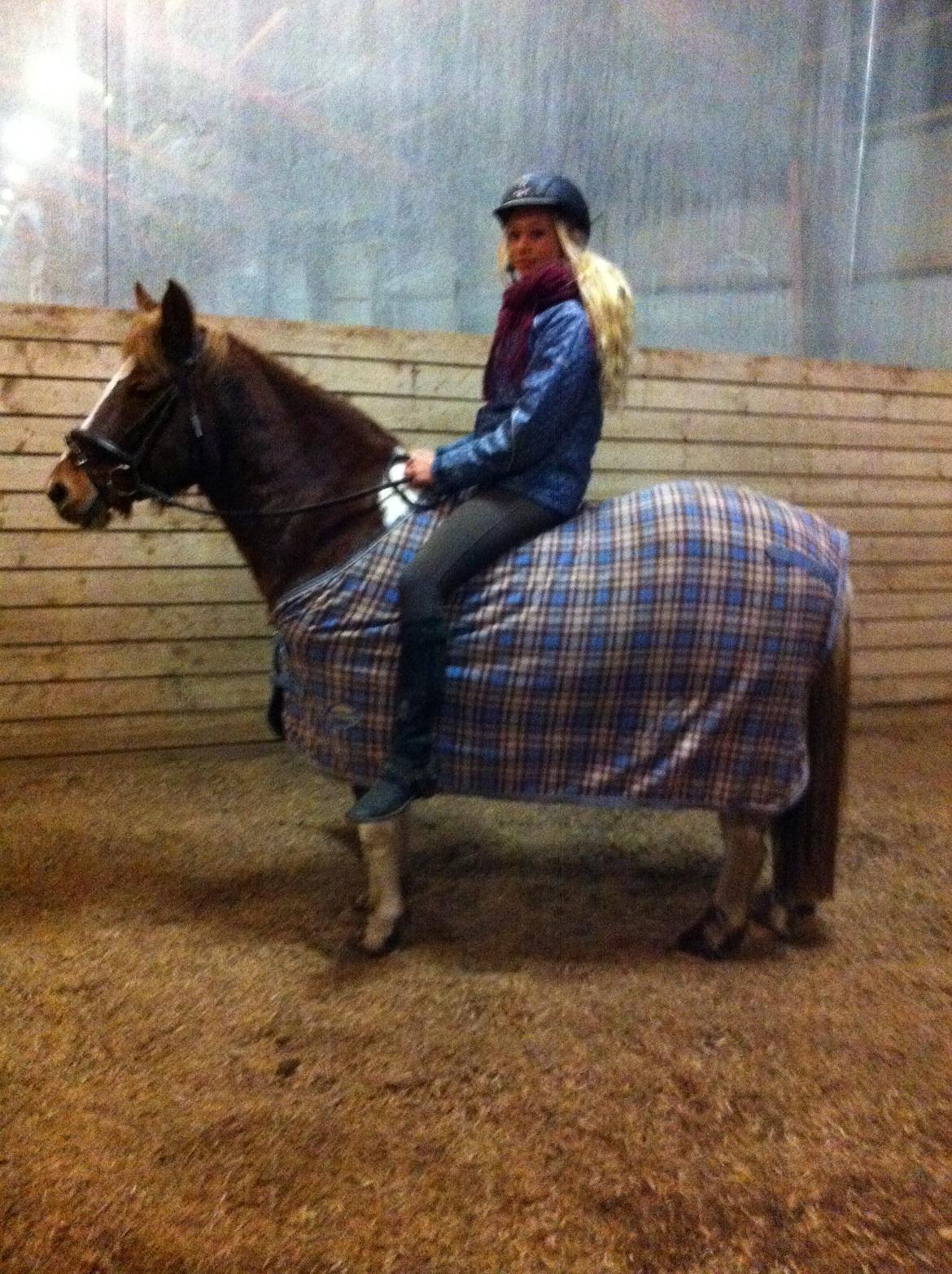 Anden særlig race Indi billede 14