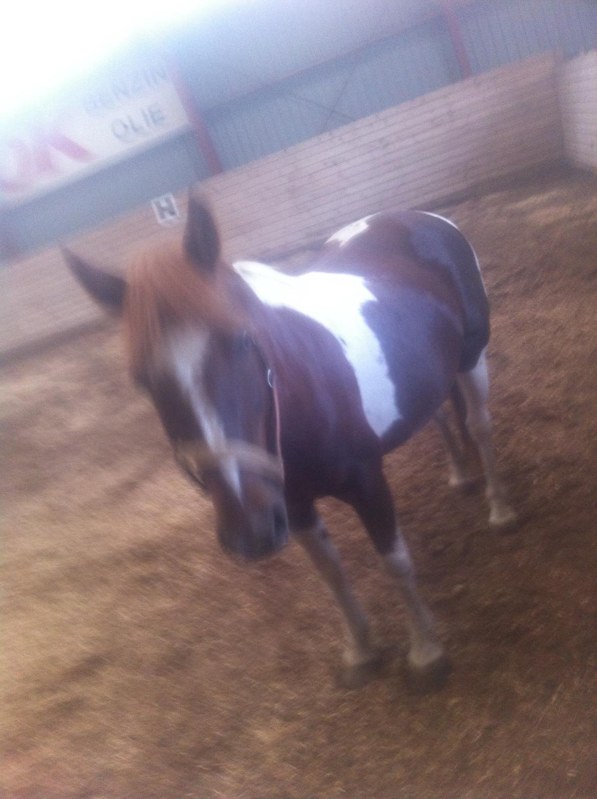 Anden særlig race Indi billede 13