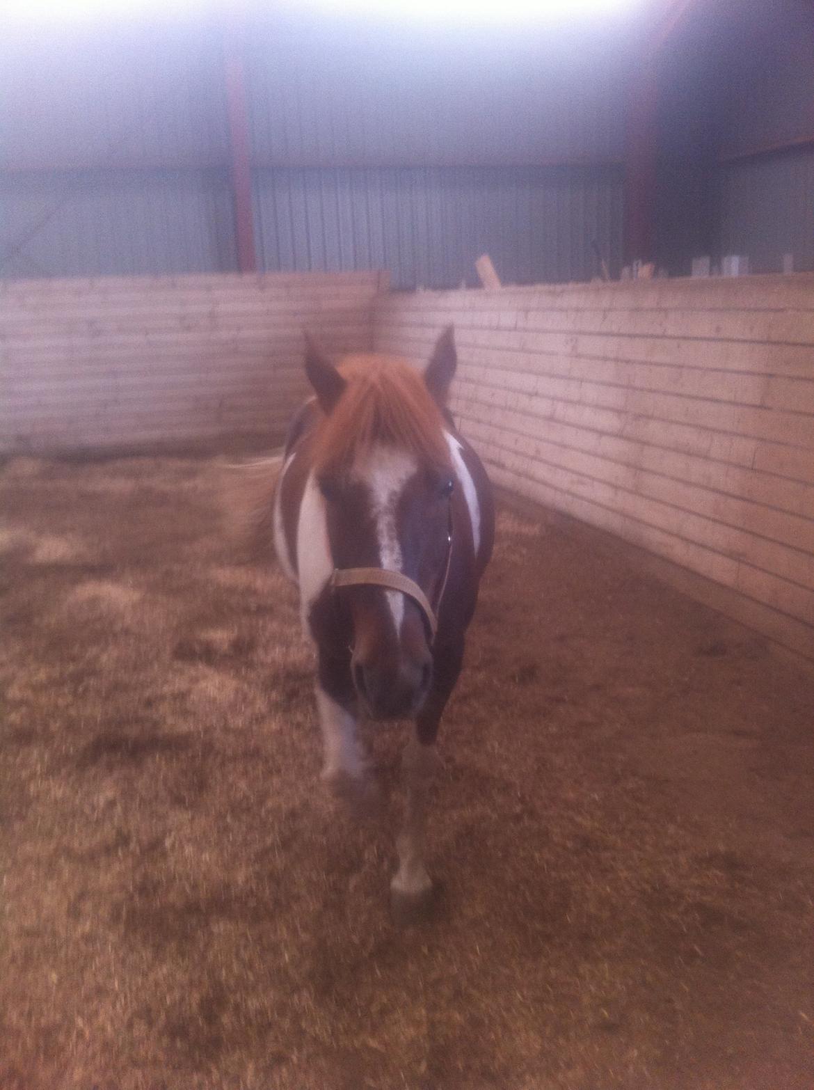 Anden særlig race Indi billede 15