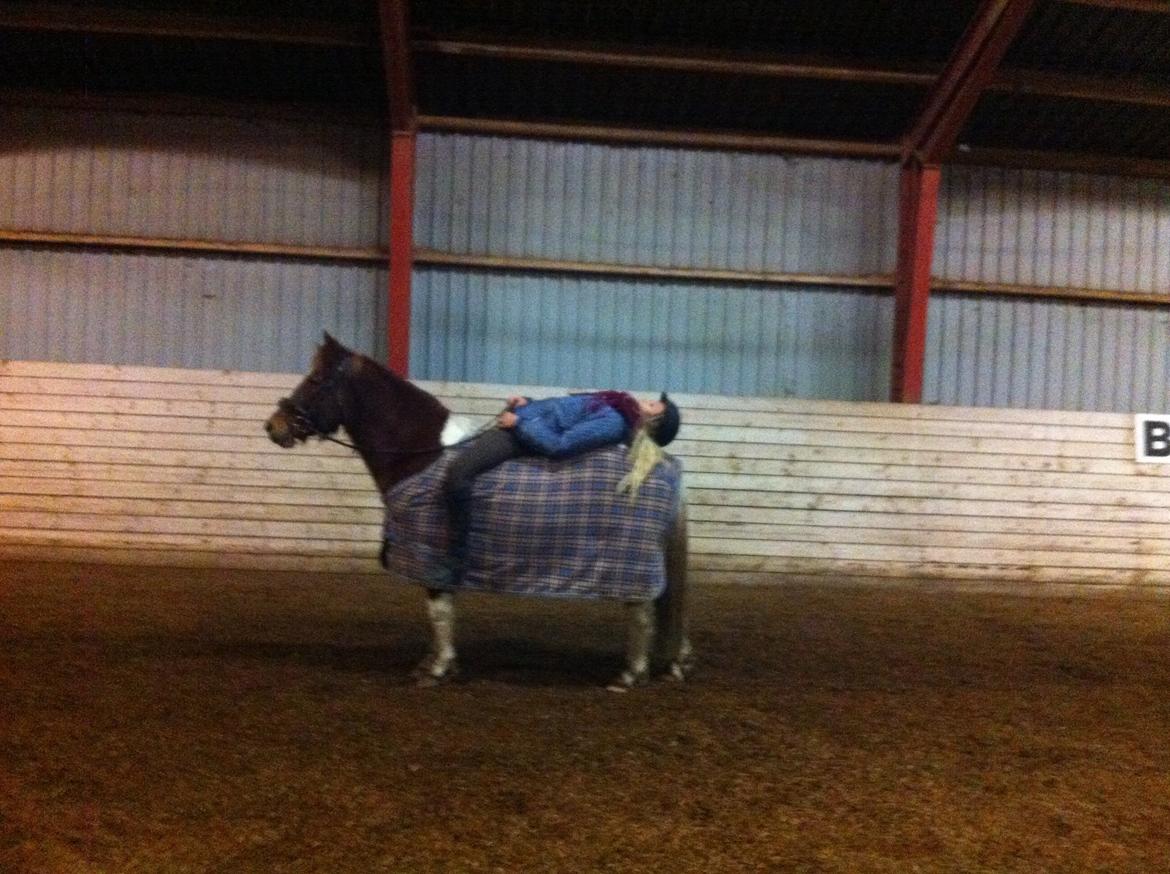 Anden særlig race Indi billede 16