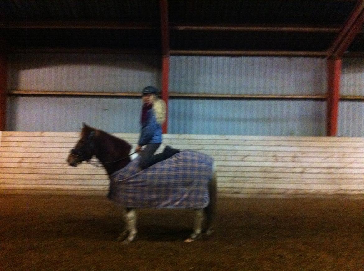 Anden særlig race Indi billede 17