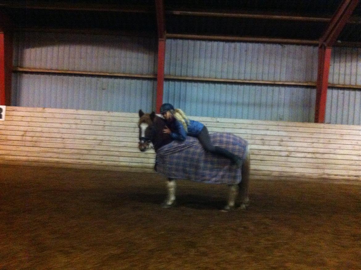 Anden særlig race Indi billede 18