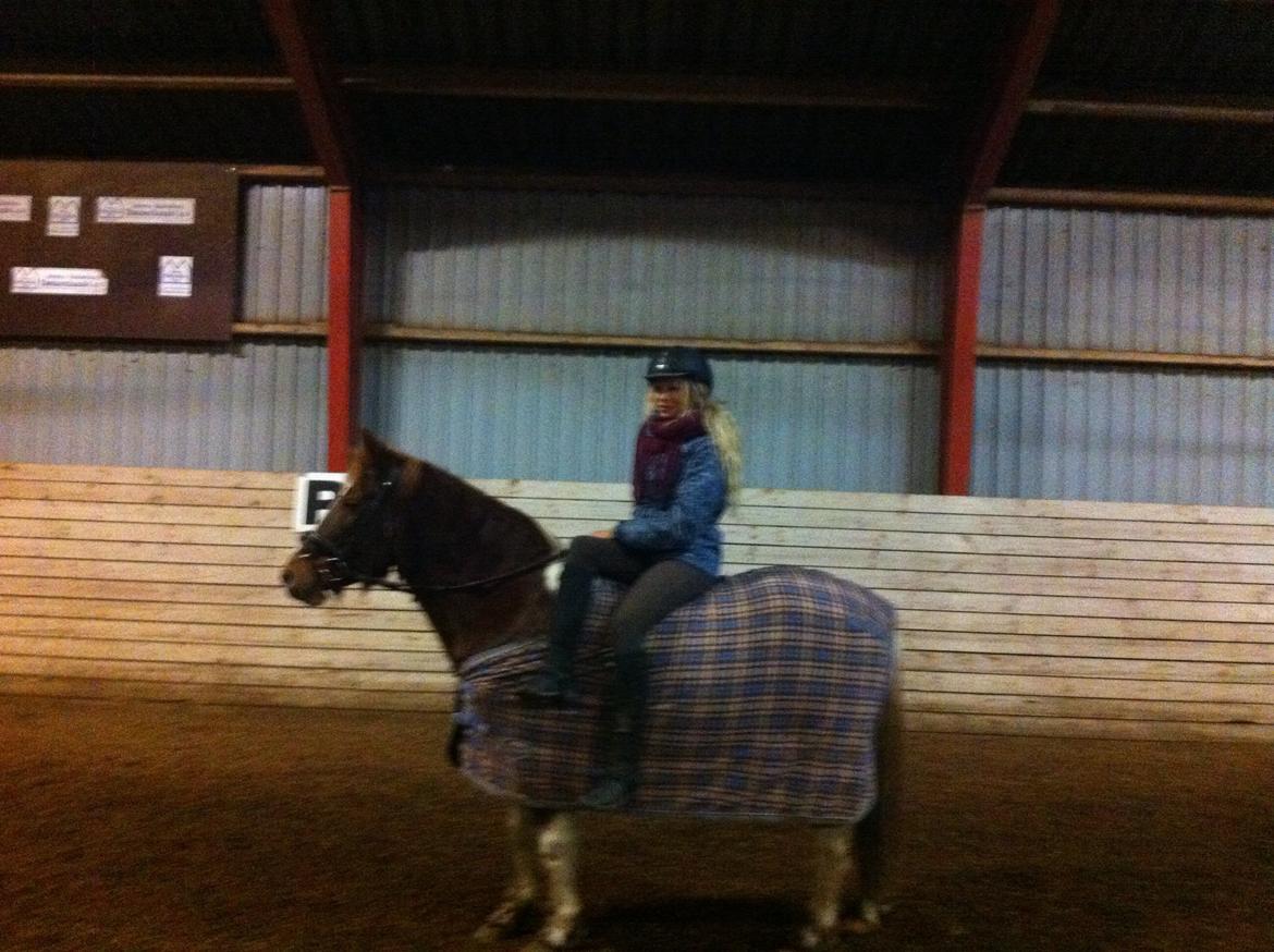 Anden særlig race Indi billede 19