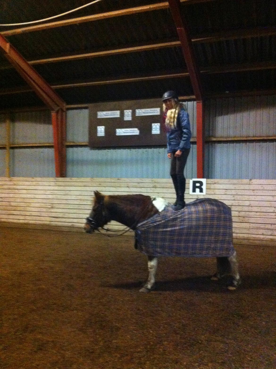 Anden særlig race Indi billede 20