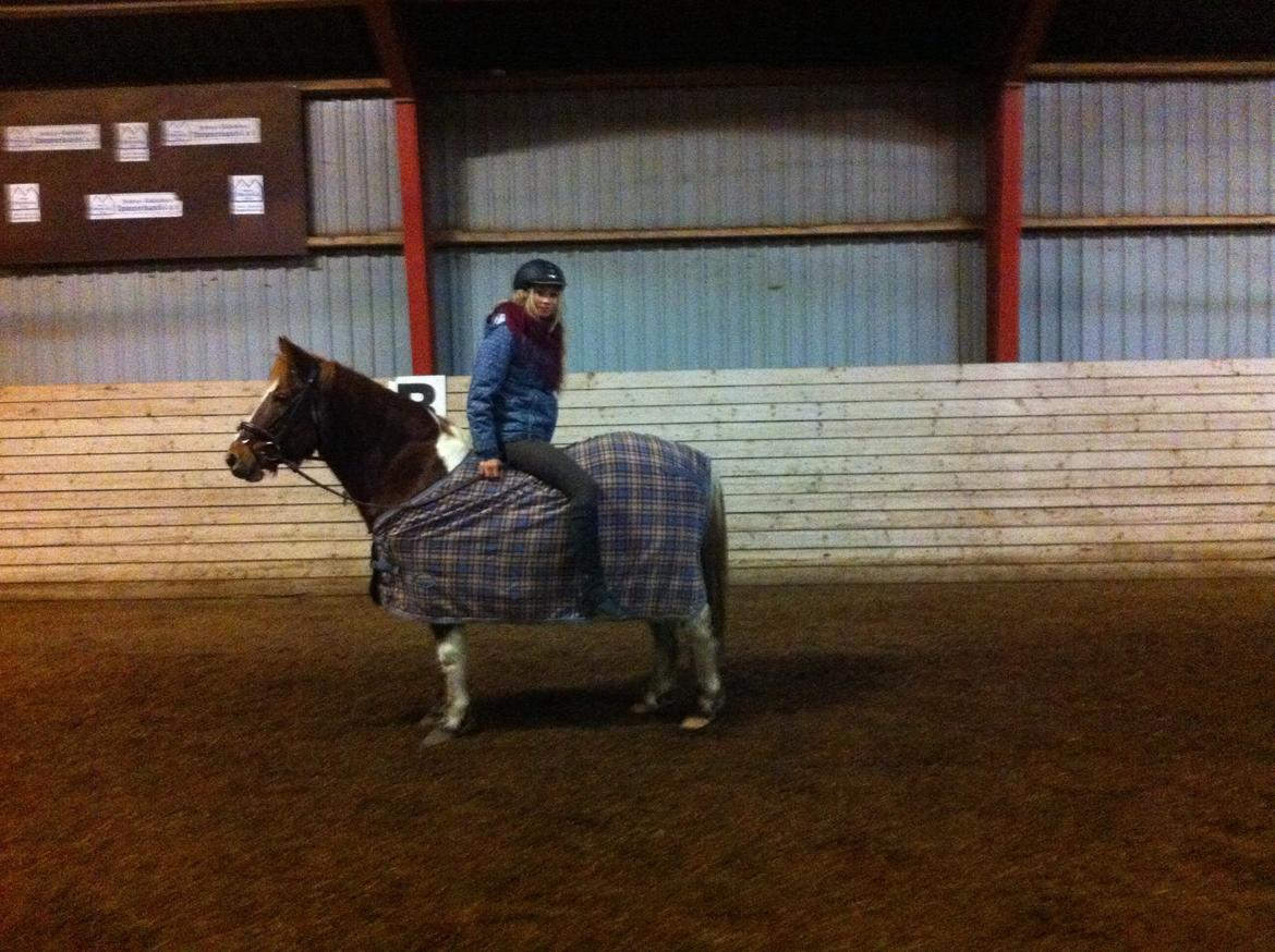 Anden særlig race Indi billede 21