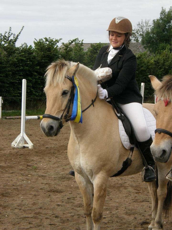 Fjordhest Mulle carlsminde (Multo) billede 4