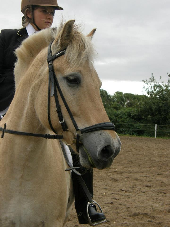 Fjordhest Mulle carlsminde (Multo) billede 3